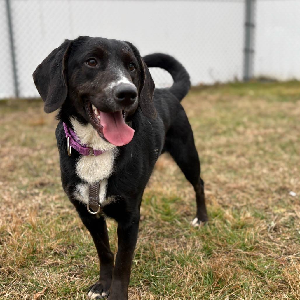 Jax, a Adoptable mixed breed in Enfield, NH image 1/5