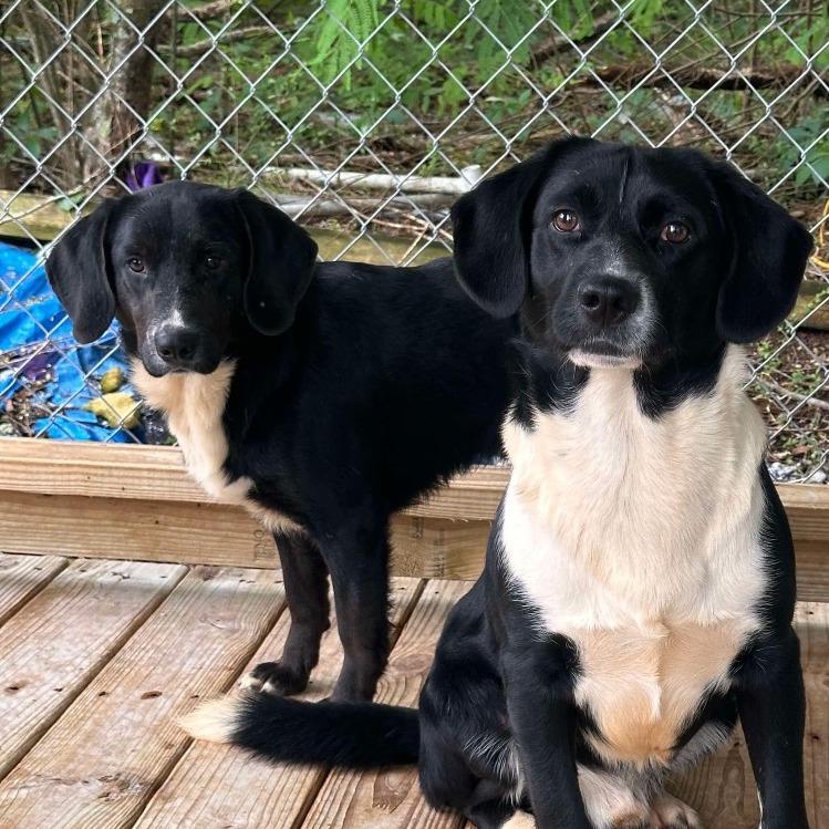 Enlarge Jax, a Adoptable mixed breed in Enfield, NH image 1/6