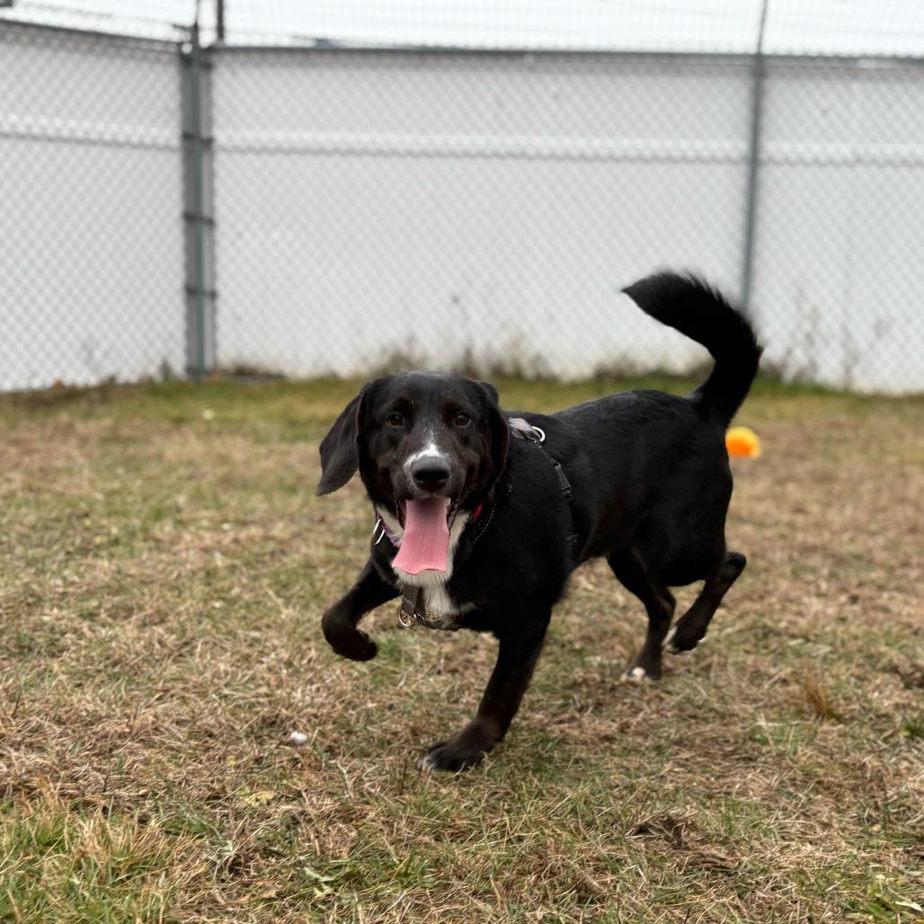 Jax, a Adoptable mixed breed in Enfield, NH image 2/5