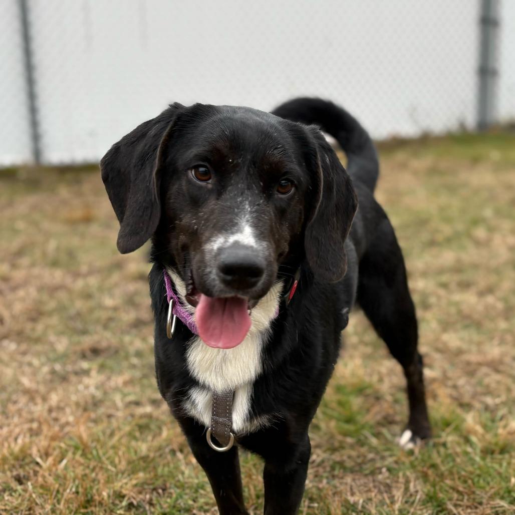 Jax, a Adoptable mixed breed in Enfield, NH image 3/5
