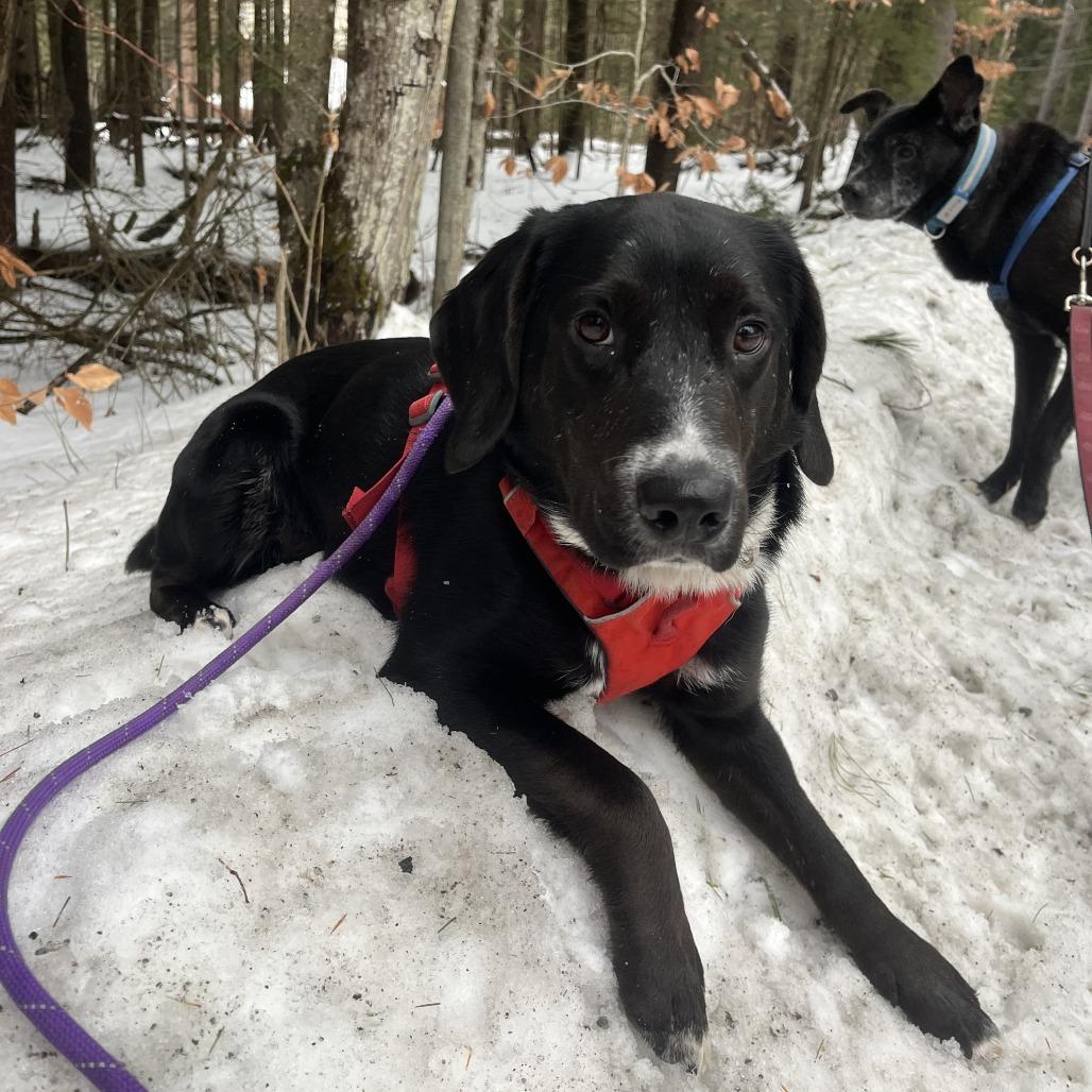 Enlarge Jax, a Adoptable mixed breed in Enfield, NH image 4/6