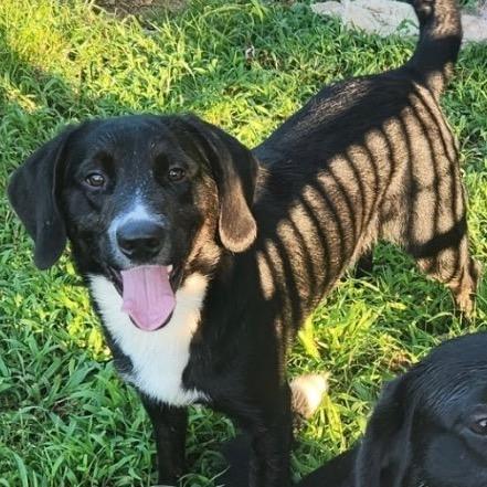 Jax, a Adoptable mixed breed in Enfield, NH image 4/5