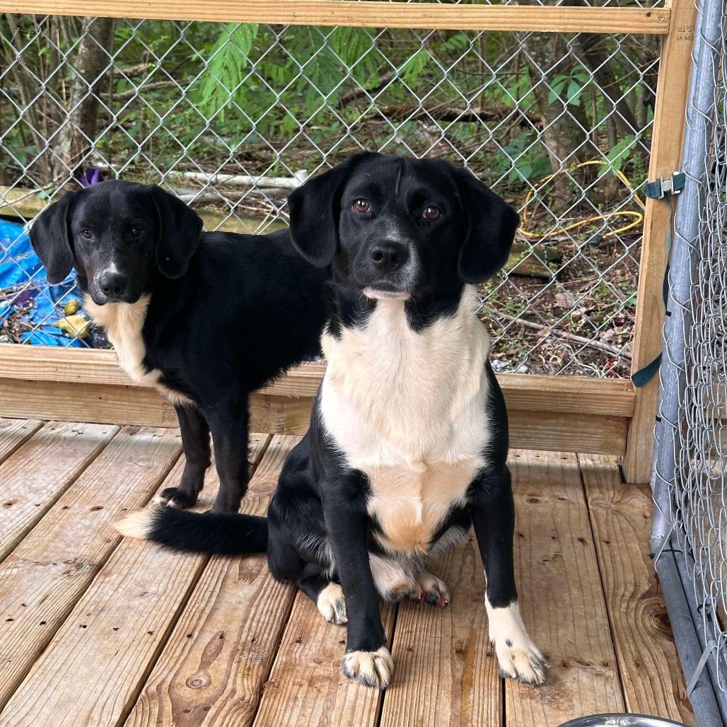 Jax, a Adoptable mixed breed in Enfield, NH image 5/5