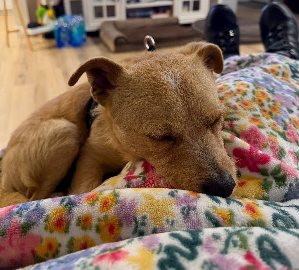 Monte Cristo, Adoptable, Young Male Chihuahua & Poodle.