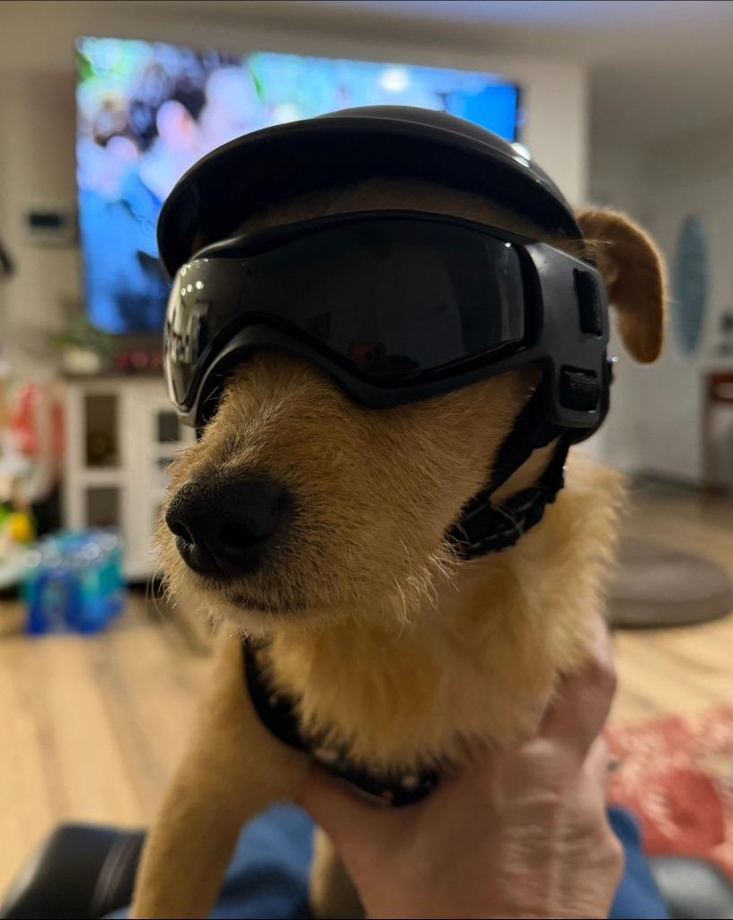 Enlarge Monte Cristo, a Adoptable mixed breed in Reno, NV image 2/6