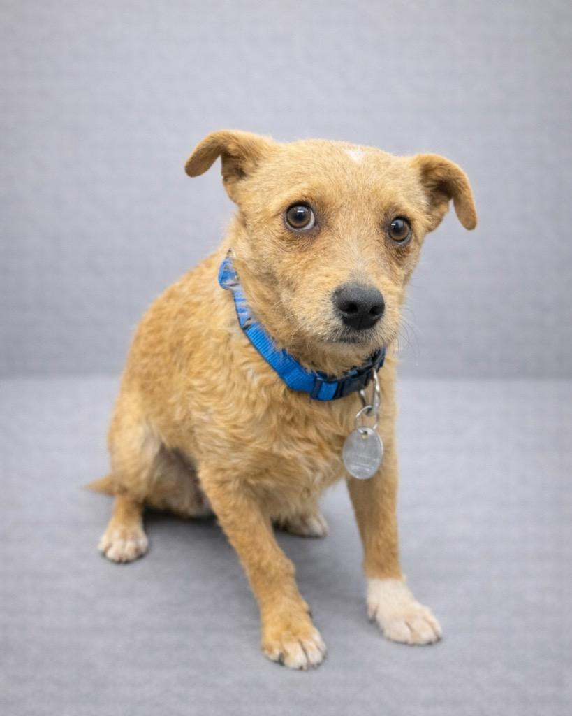 Enlarge Monte Cristo, a Adoptable mixed breed in Reno, NV image 3/6