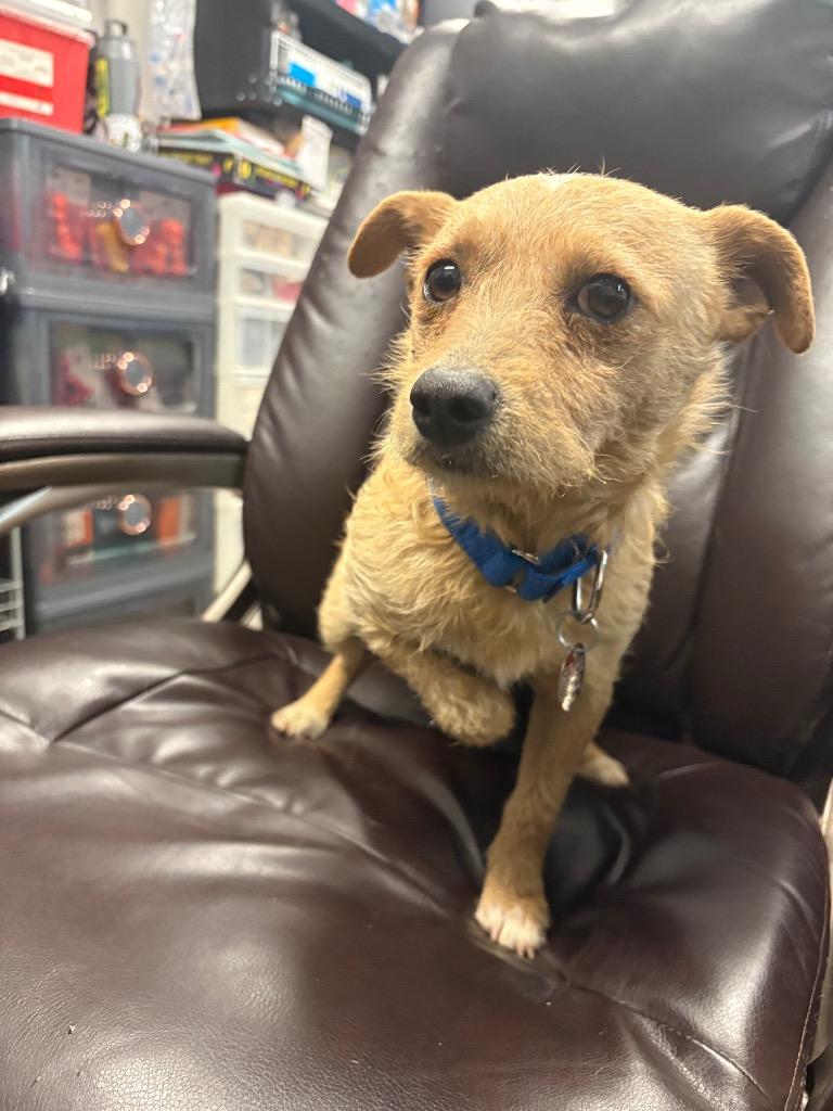 Enlarge Monte Cristo, a Adoptable mixed breed in Reno, NV image 4/6