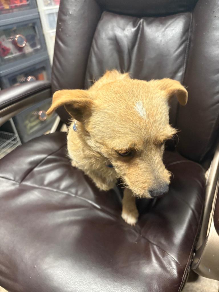 Enlarge Monte Cristo, a Adoptable mixed breed in Reno, NV image 5/6