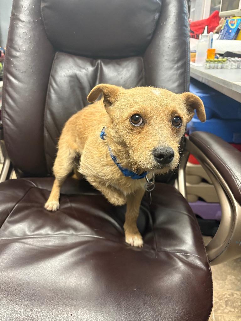 Enlarge Monte Cristo, a Adoptable mixed breed in Reno, NV image 6/6