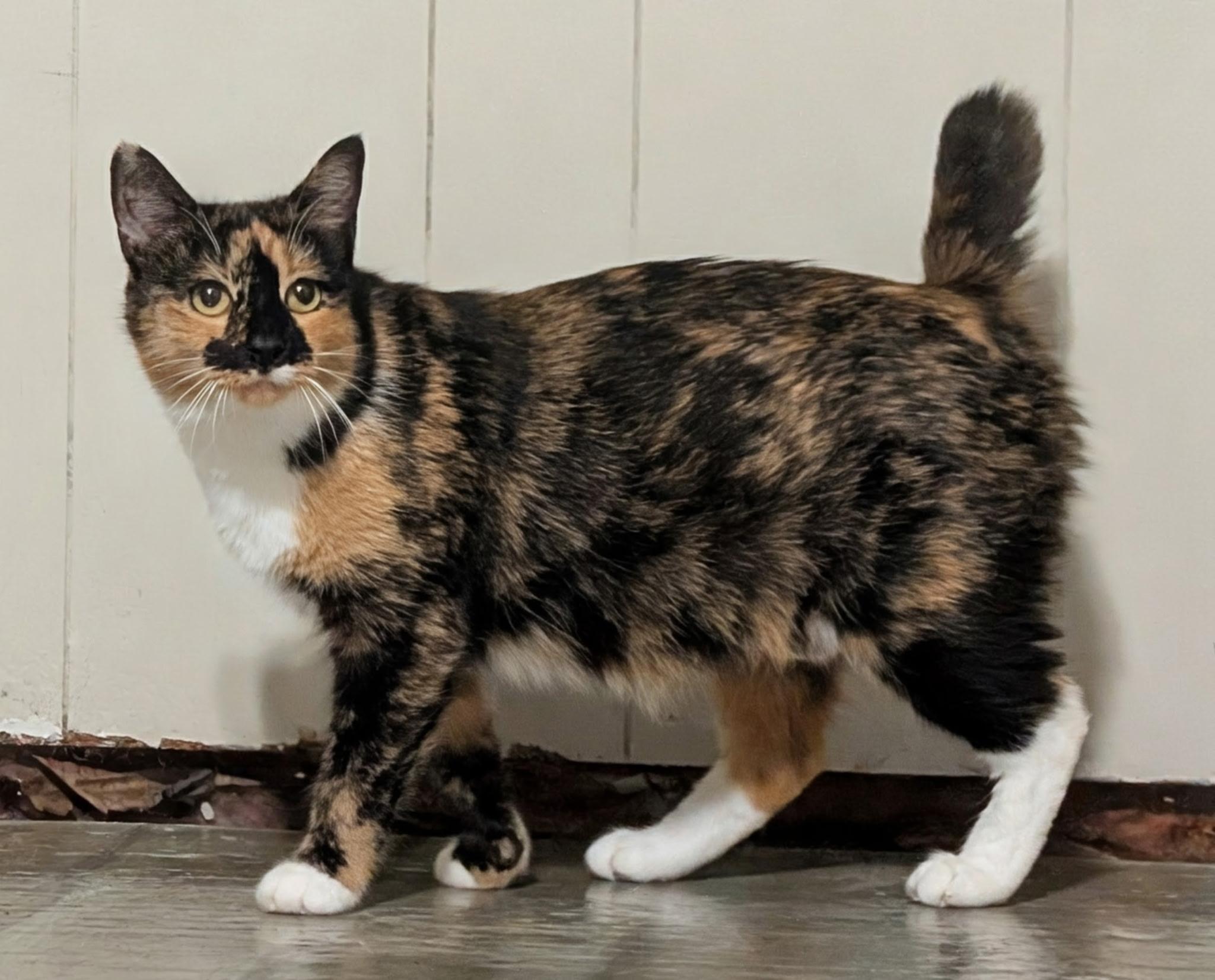 Enlarge Roberta (Bobbi), a Adopted mixed breed in Dansville, NY image 2/2