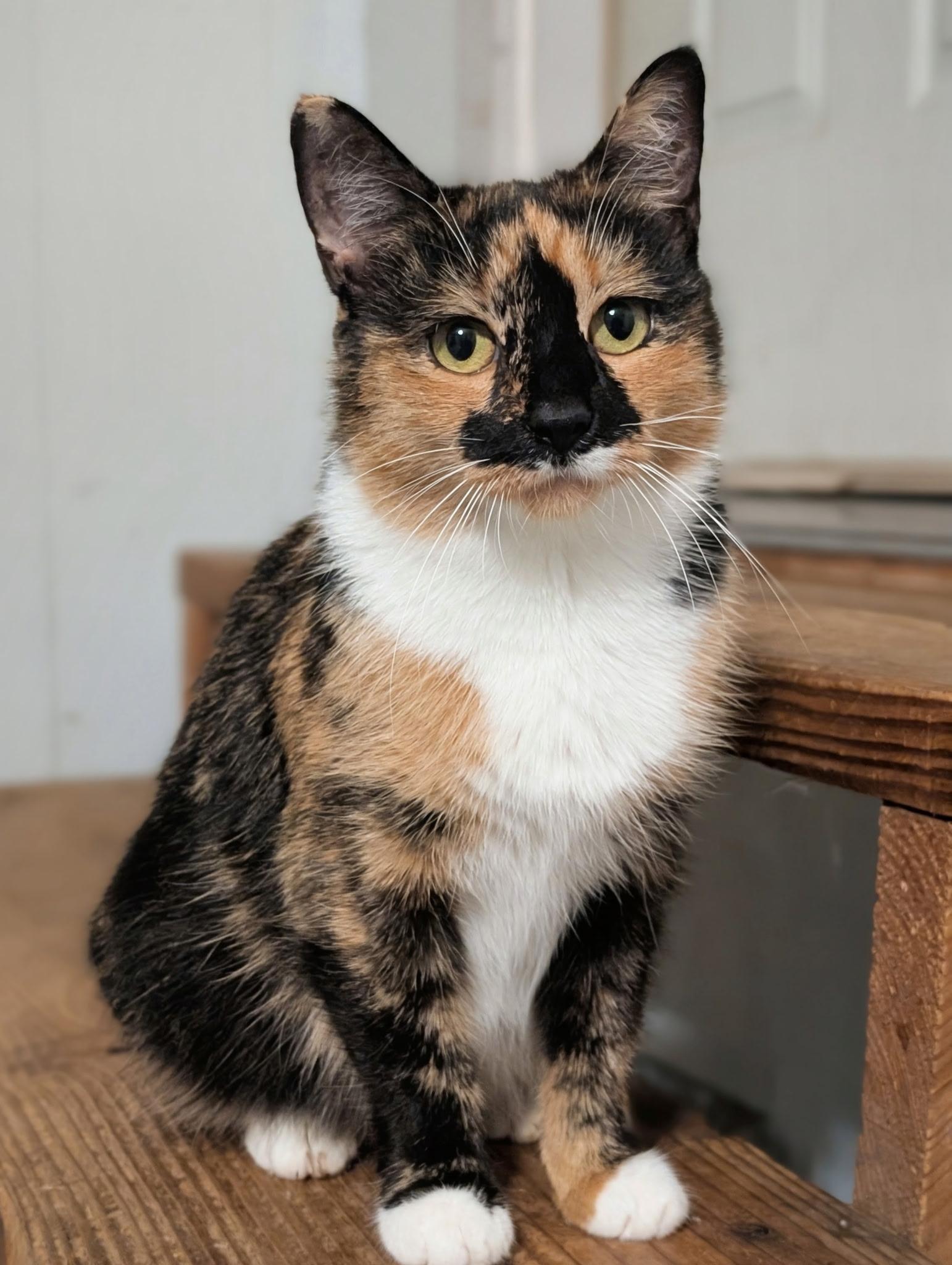 Enlarge Roberta (Bobbi), a Adopted mixed breed in Dansville, NY image 1/2