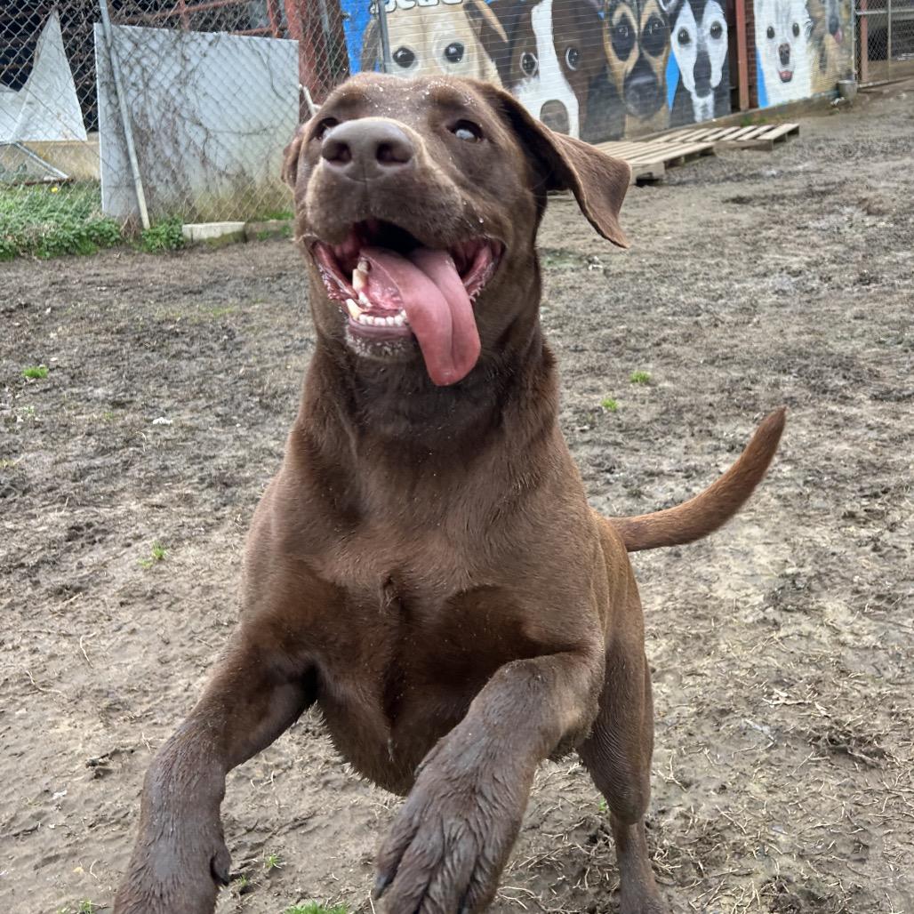 Enlarge Dodge, a Adoptable Chocolate Labrador Retriever in West Point, MS image 1/4