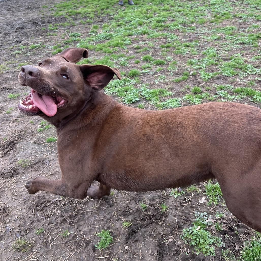 Enlarge Dodge, a Adoptable Chocolate Labrador Retriever in West Point, MS image 3/4
