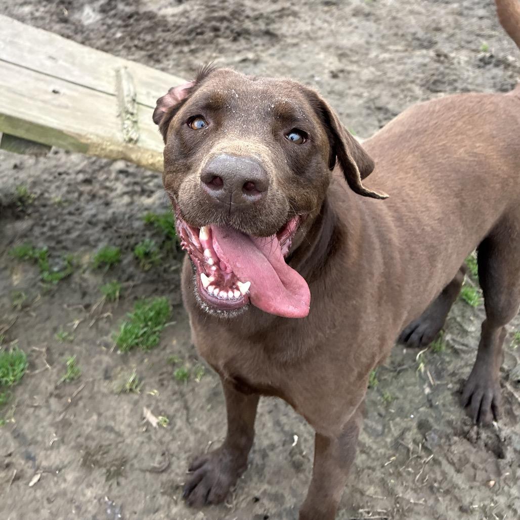 Enlarge Dodge, a Adoptable Chocolate Labrador Retriever in West Point, MS image 4/4