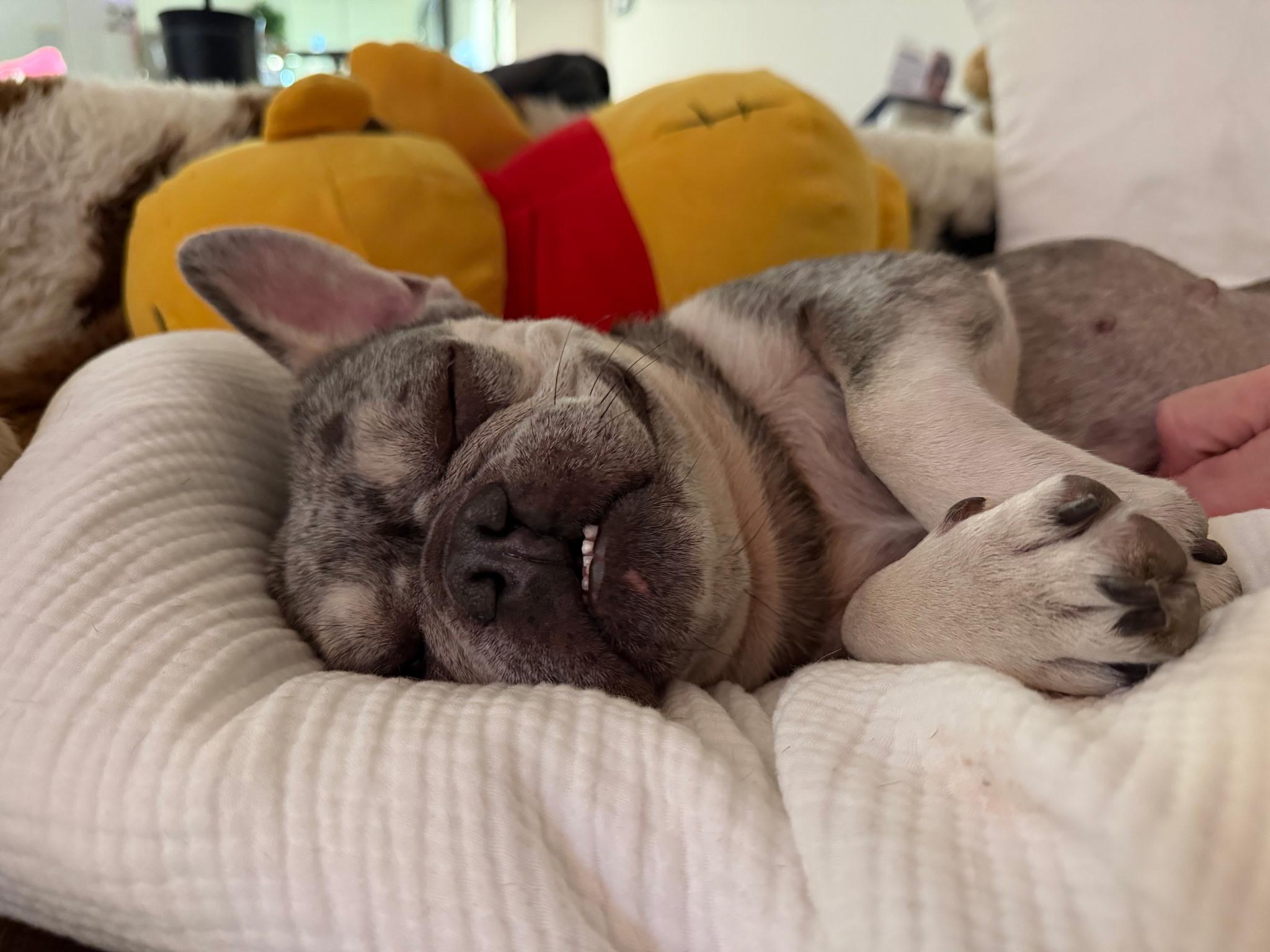 Enlarge Emma seeking her happily ever after, an adoptable French Bulldog in Rancho Cucamonga, CA image 3/6