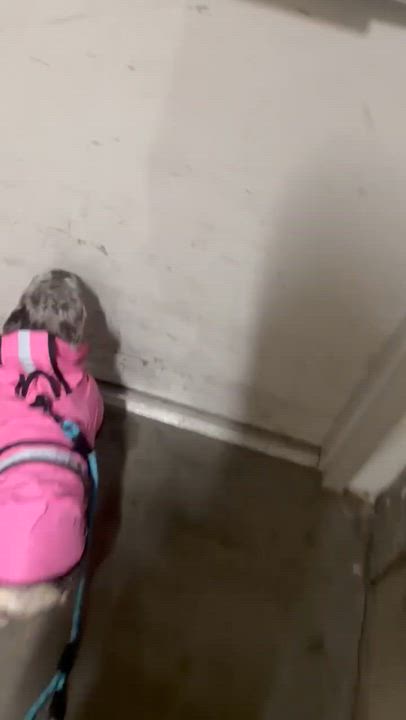 Enlarge Emma seeking her happily ever after, an adoptable French Bulldog in Rancho Cucamonga, CA video 5/6