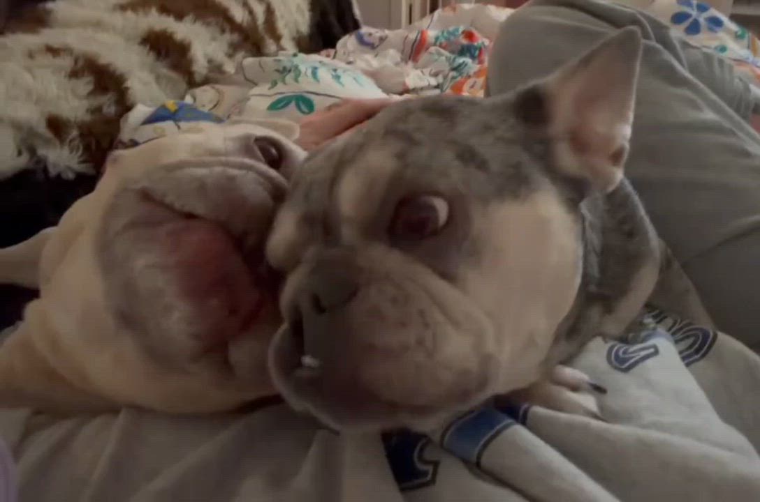 Enlarge Emma seeking her happily ever after, an adoptable French Bulldog in Rancho Cucamonga, CA video 6/6