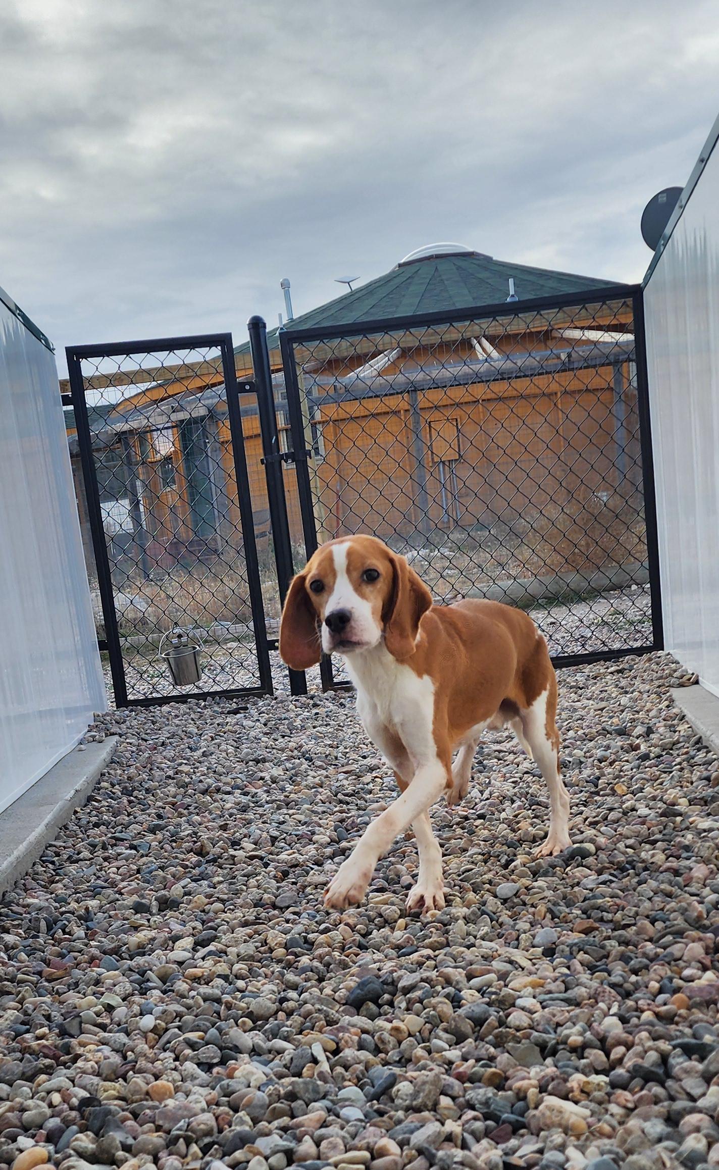 Morrissey, an adoptable Beagle in Hartville, WY, 82215 | Photo Image 2