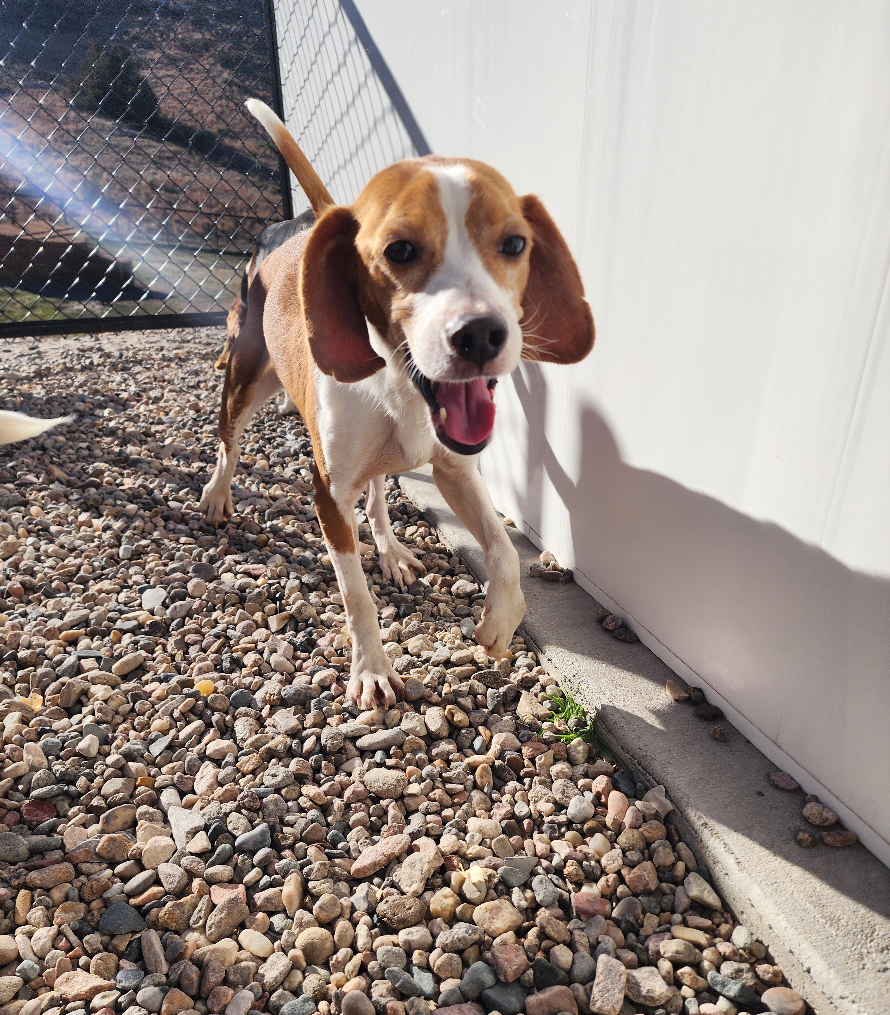 Morrissey, an adoptable Beagle in Hartville, WY, 82215 | Photo Image 5