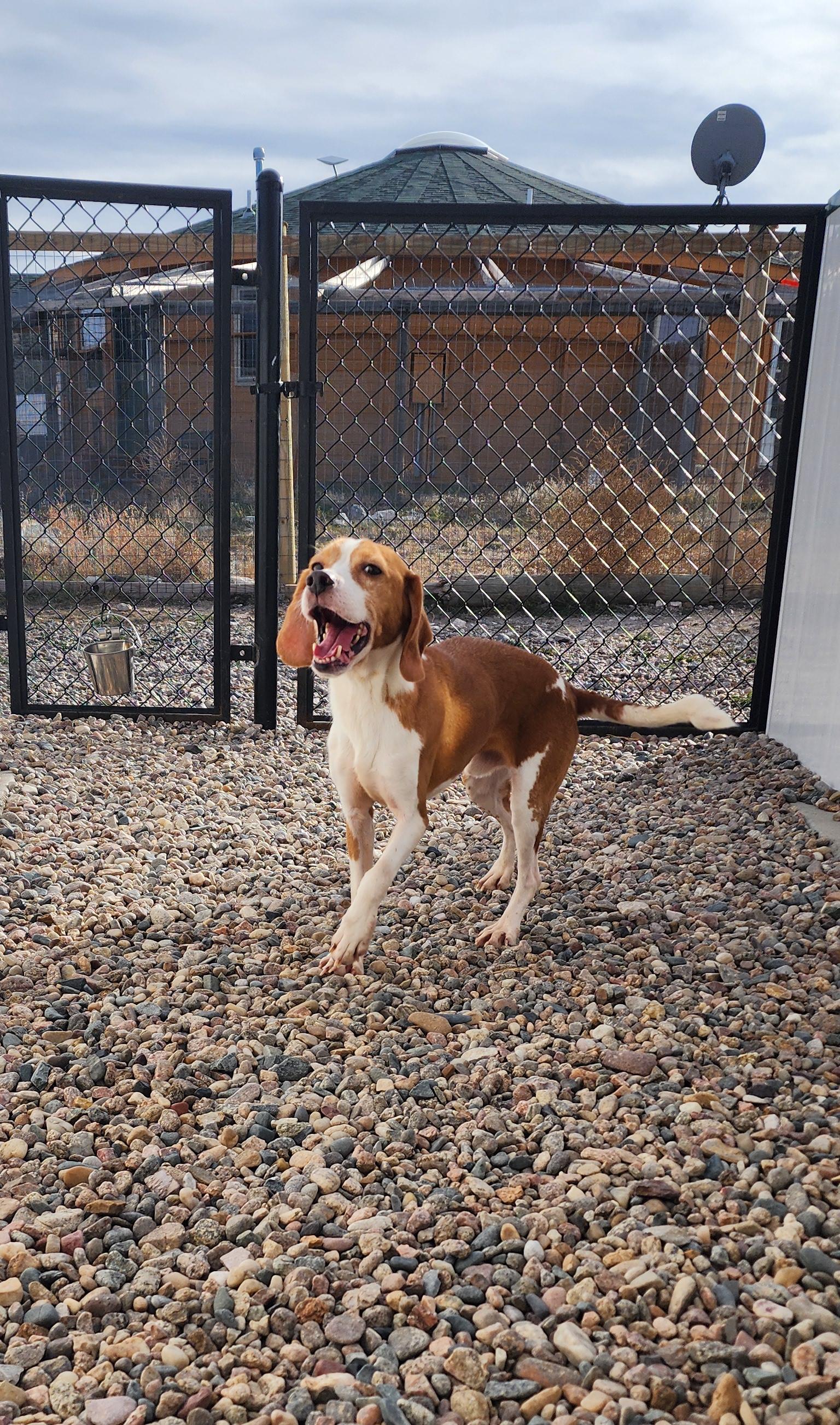 Morrissey, an adoptable Beagle in Hartville, WY, 82215 | Photo Image 3