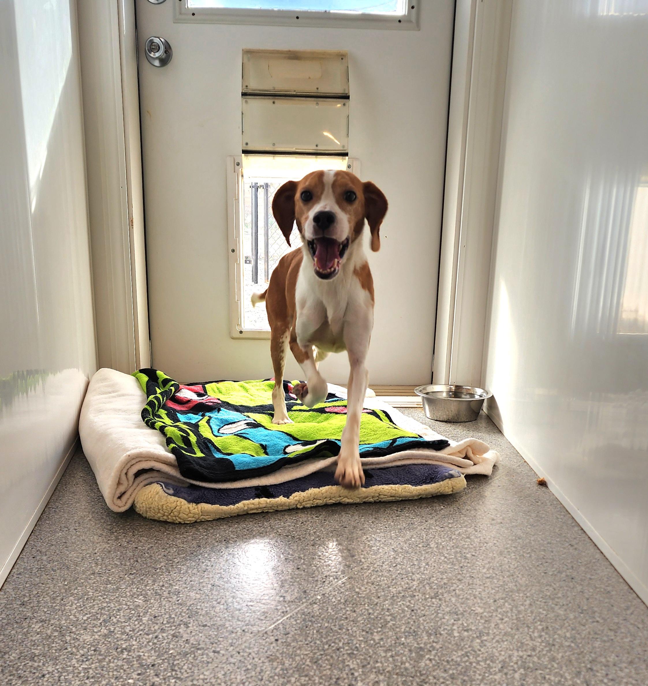 Morrissey, an adoptable Beagle in Hartville, WY, 82215 | Photo Image 4