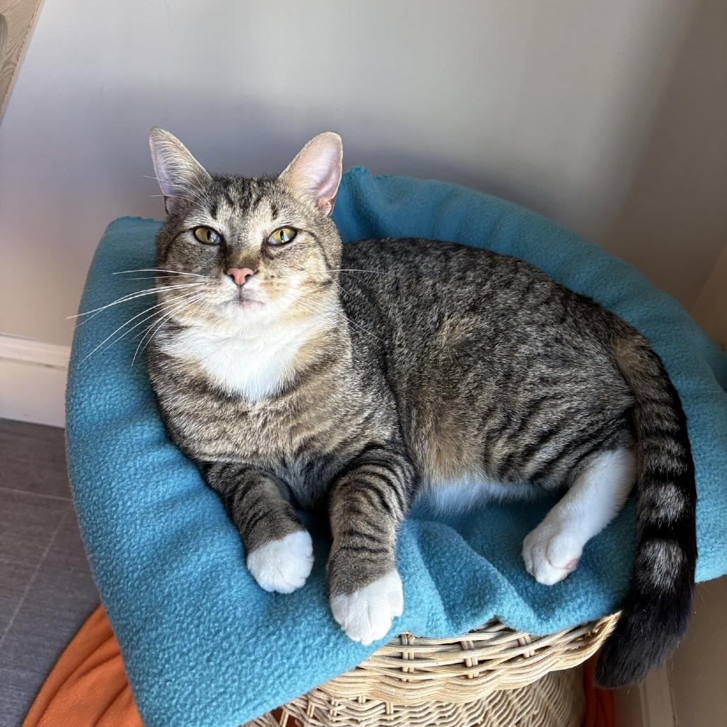 Boots, Adoptable, Adult Male Domestic Short Hair.