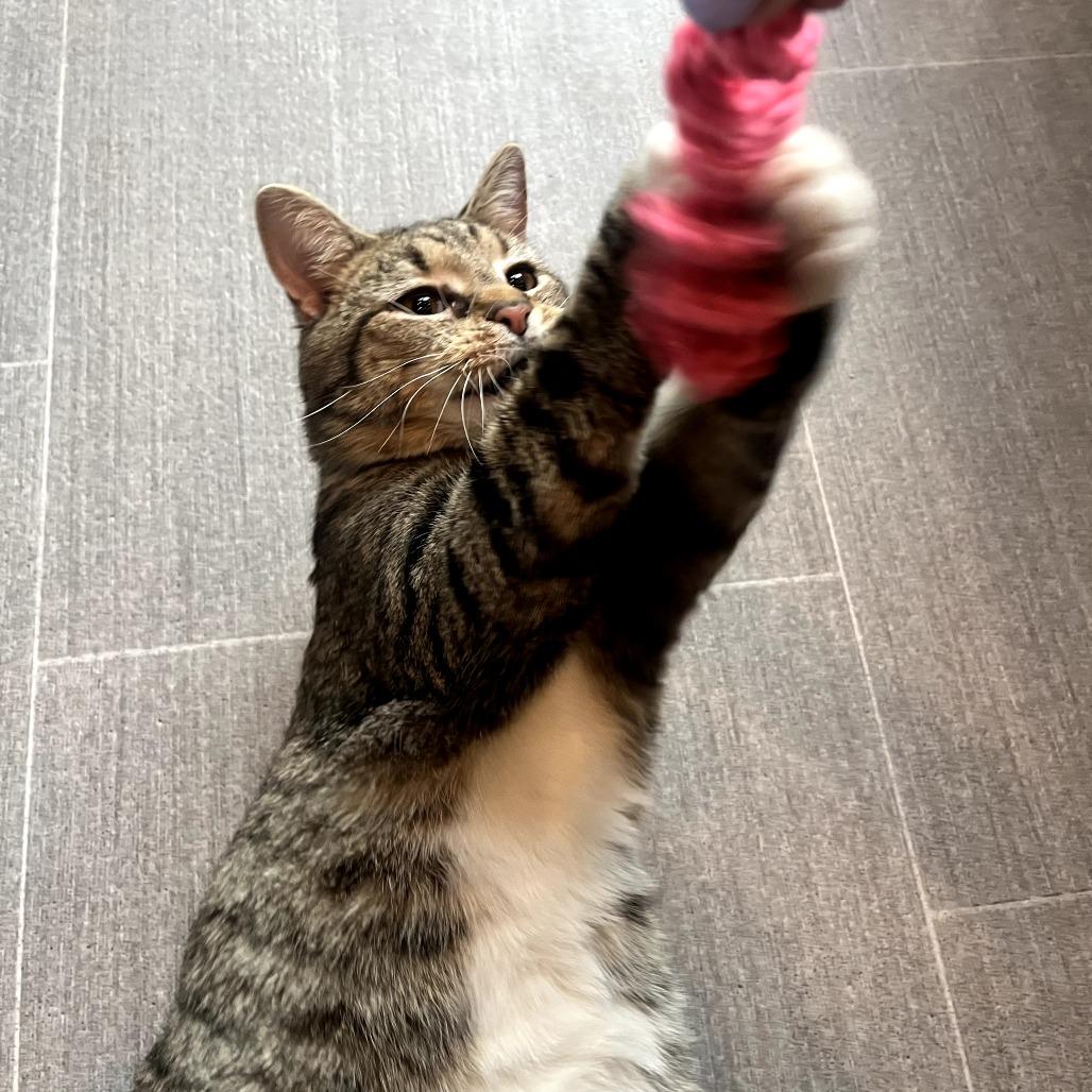 Enlarge Boots, a Adoptable Domestic Short Hair in Harrisonburg, VA image 4/6