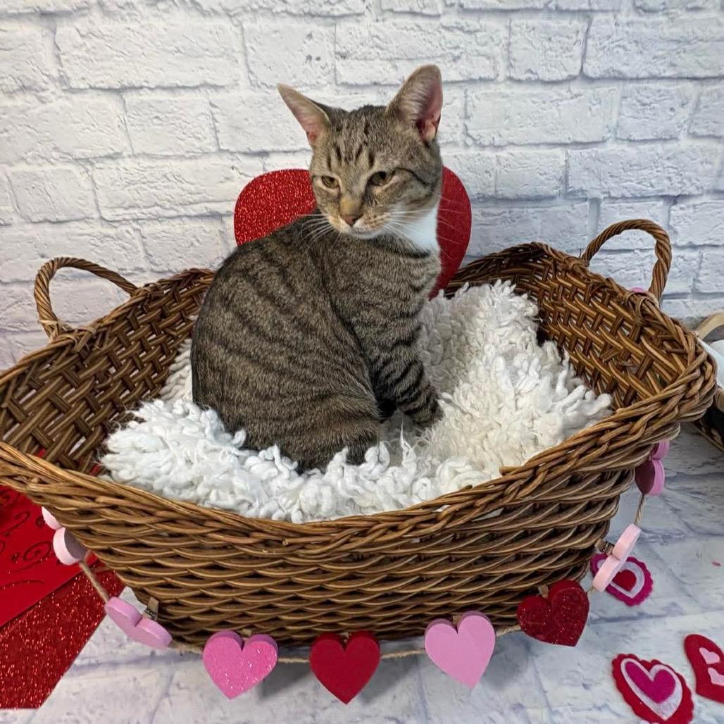 Enlarge Boots, a Adoptable Domestic Short Hair in Harrisonburg, VA image 5/6