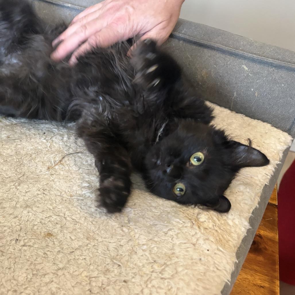 Ron, ADOPTABLE, Kitten Male Domestic Medium Hair.