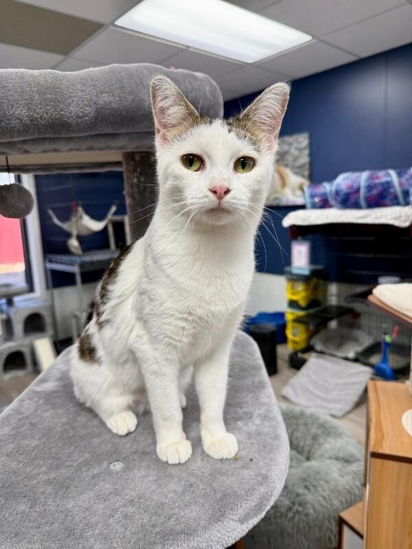 Balor, Adoptable, Adult Female Domestic Short Hair.