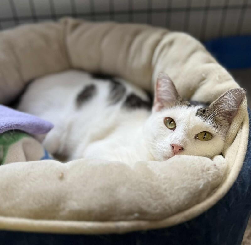 Balor, Adoptable, Adult Female Domestic Short Hair.