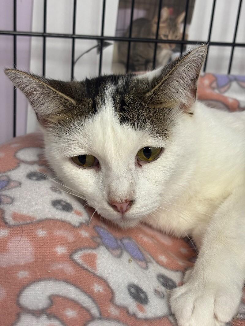 Balor, a Adoptable Domestic Short Hair in Belton, MO image 2/5