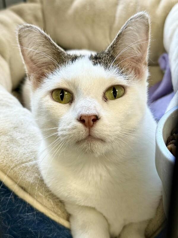 Balor, a Adoptable Domestic Short Hair in Belton, MO image 3/5