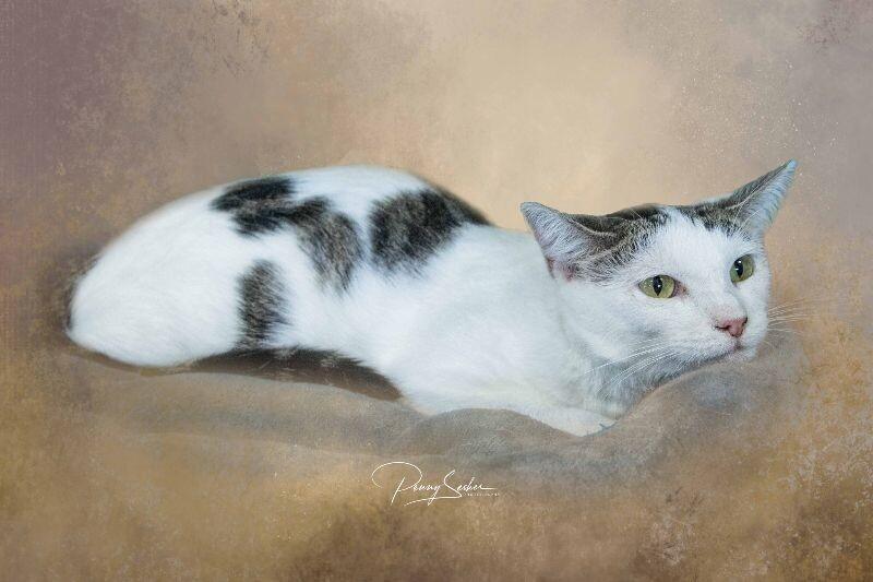 Balor, a Adoptable Domestic Short Hair in Belton, MO image 4/5