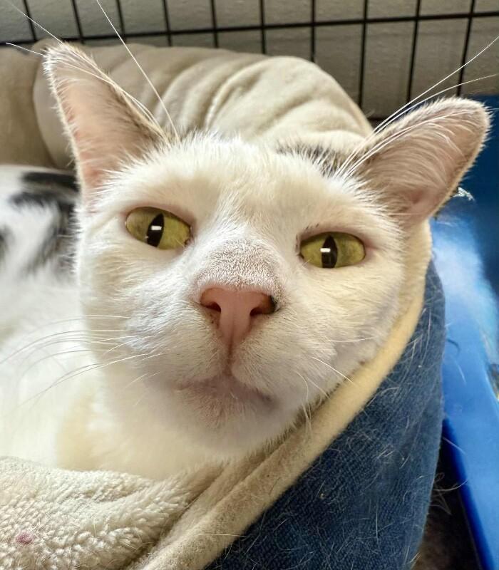 Balor, a Adoptable Domestic Short Hair in Belton, MO image 5/5