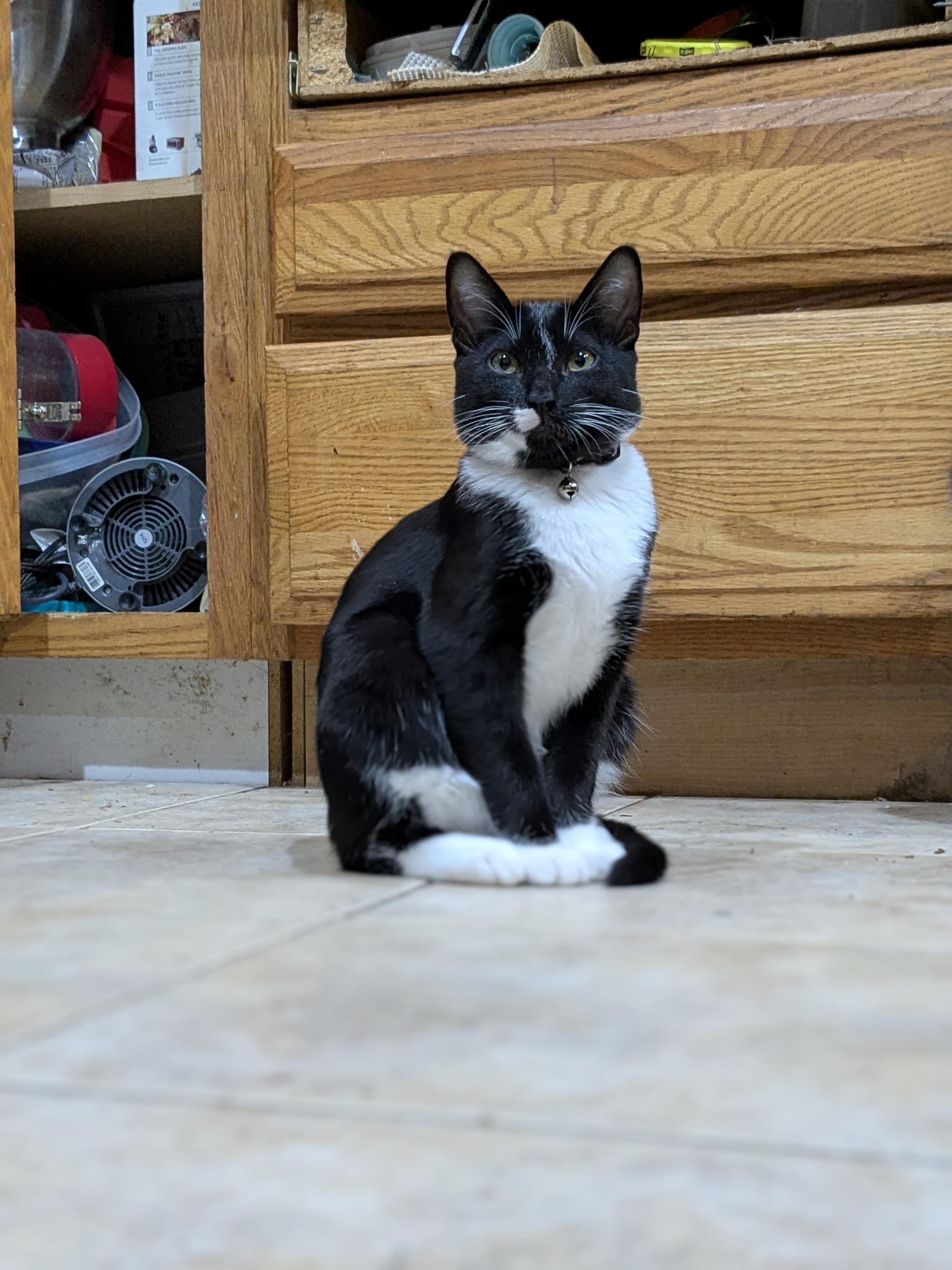 Enlarge Sylvester, a Adoptable Tuxedo in Puyallup, WA image 1/6