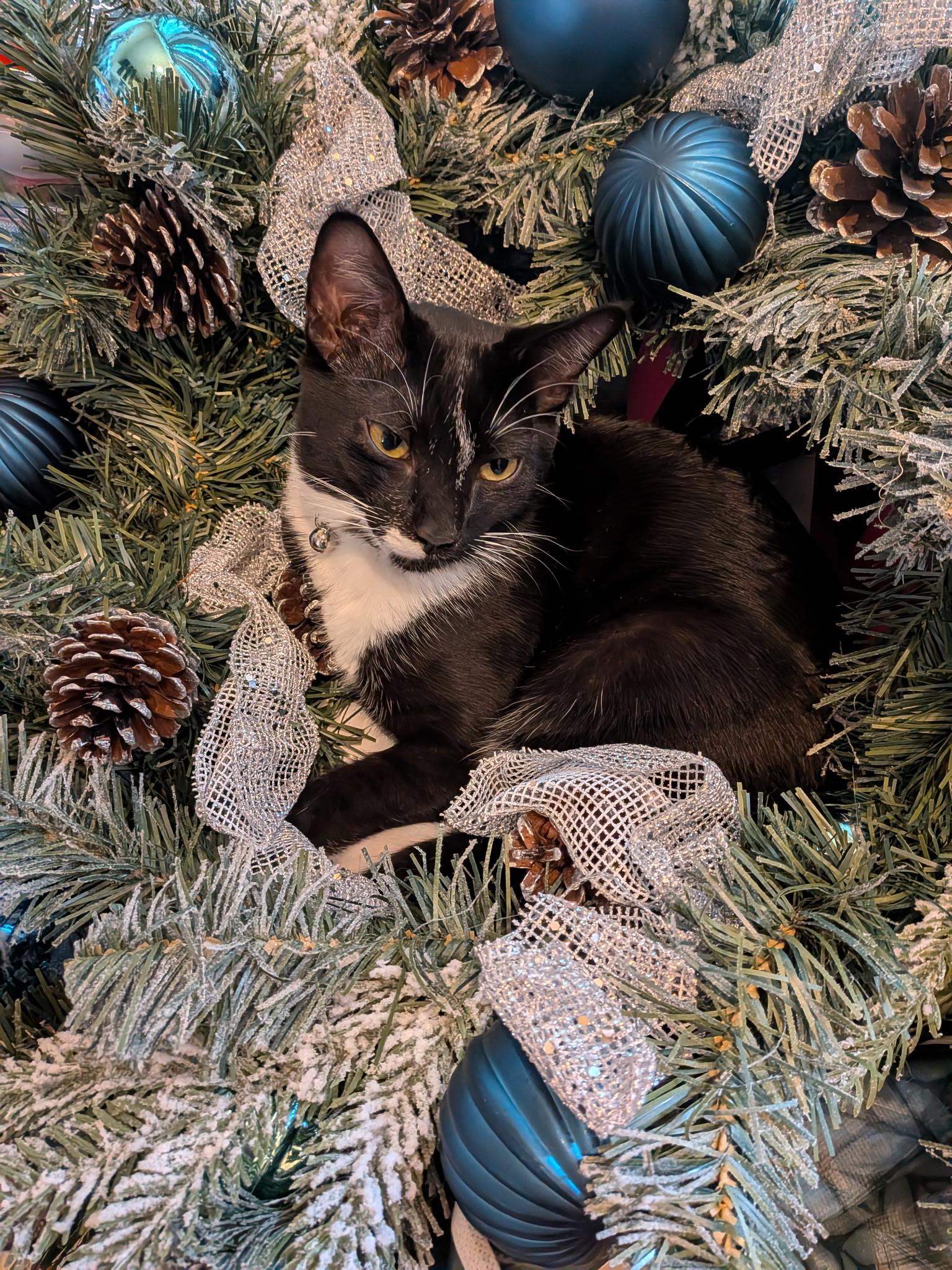 Sylvester, Adoptable, Kitten Male Tuxedo.