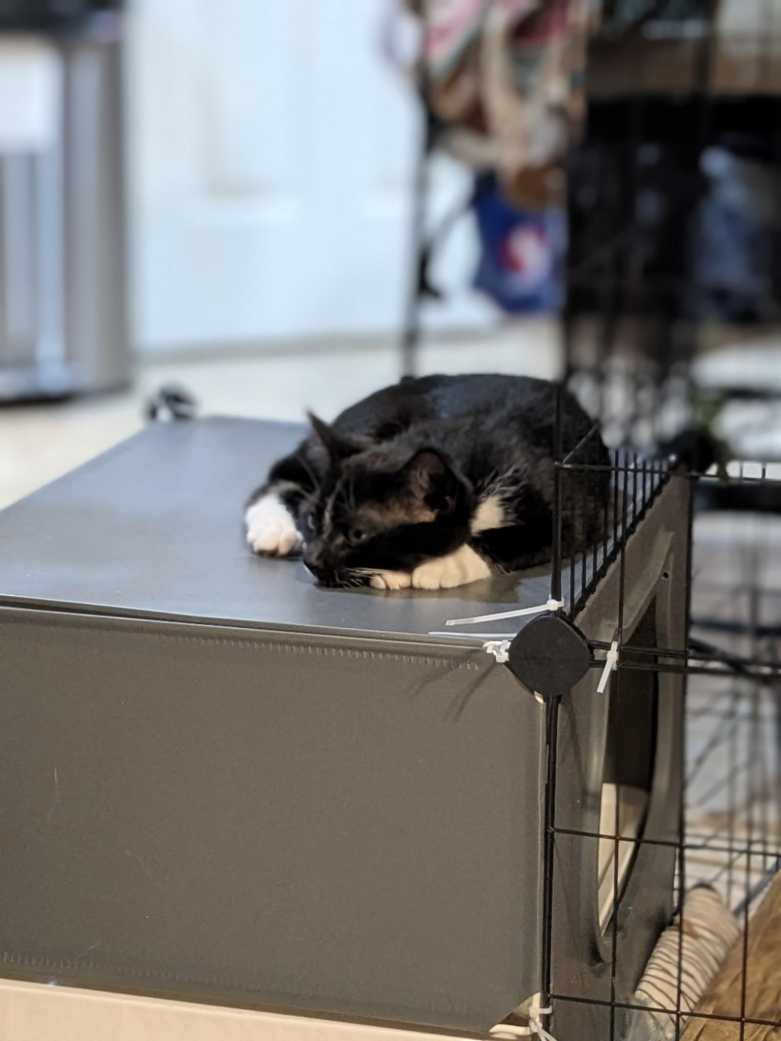 Enlarge Sylvester, a Adoptable Tuxedo in Puyallup, WA image 3/6