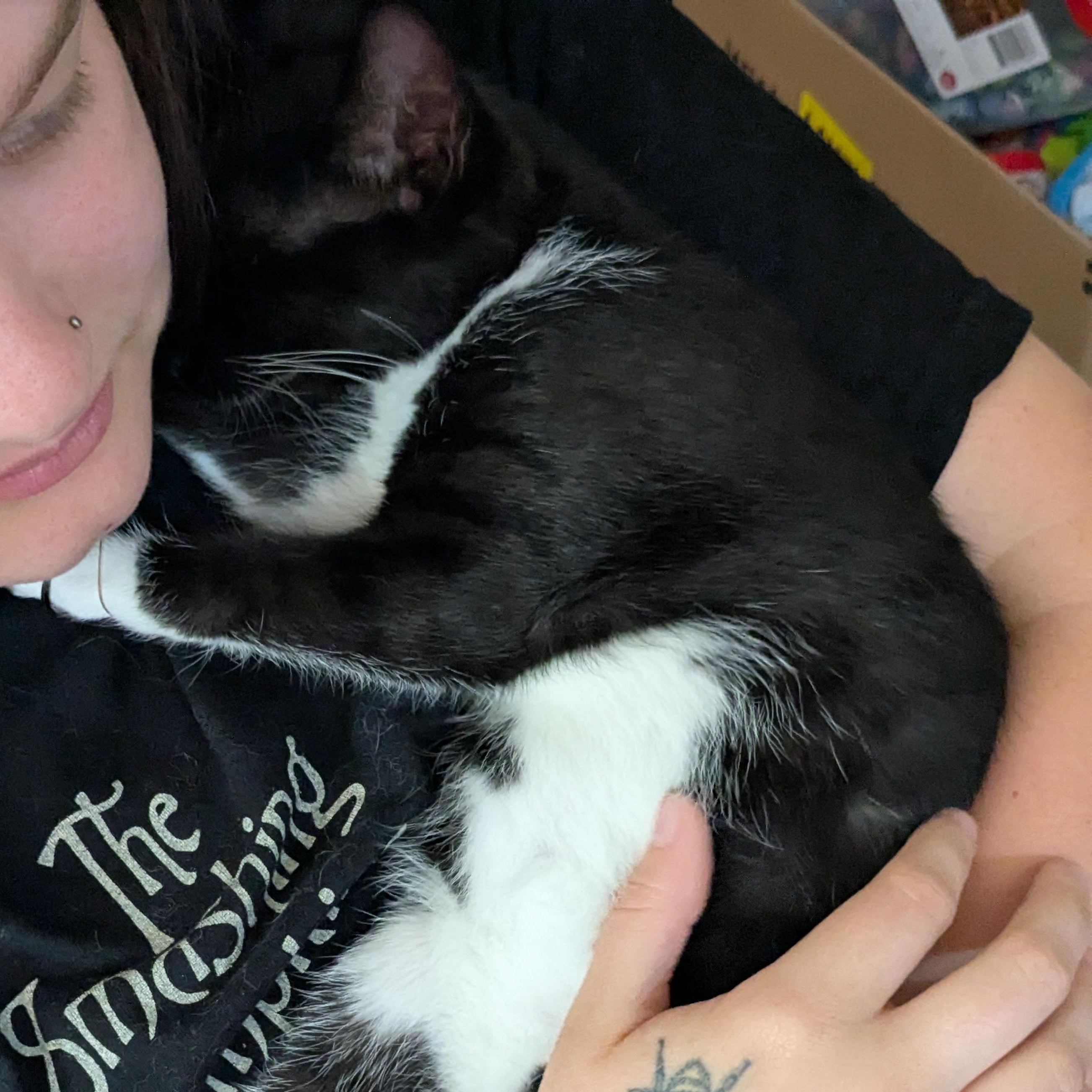 Enlarge Sylvester, a Adoptable Tuxedo in Puyallup, WA image 5/6