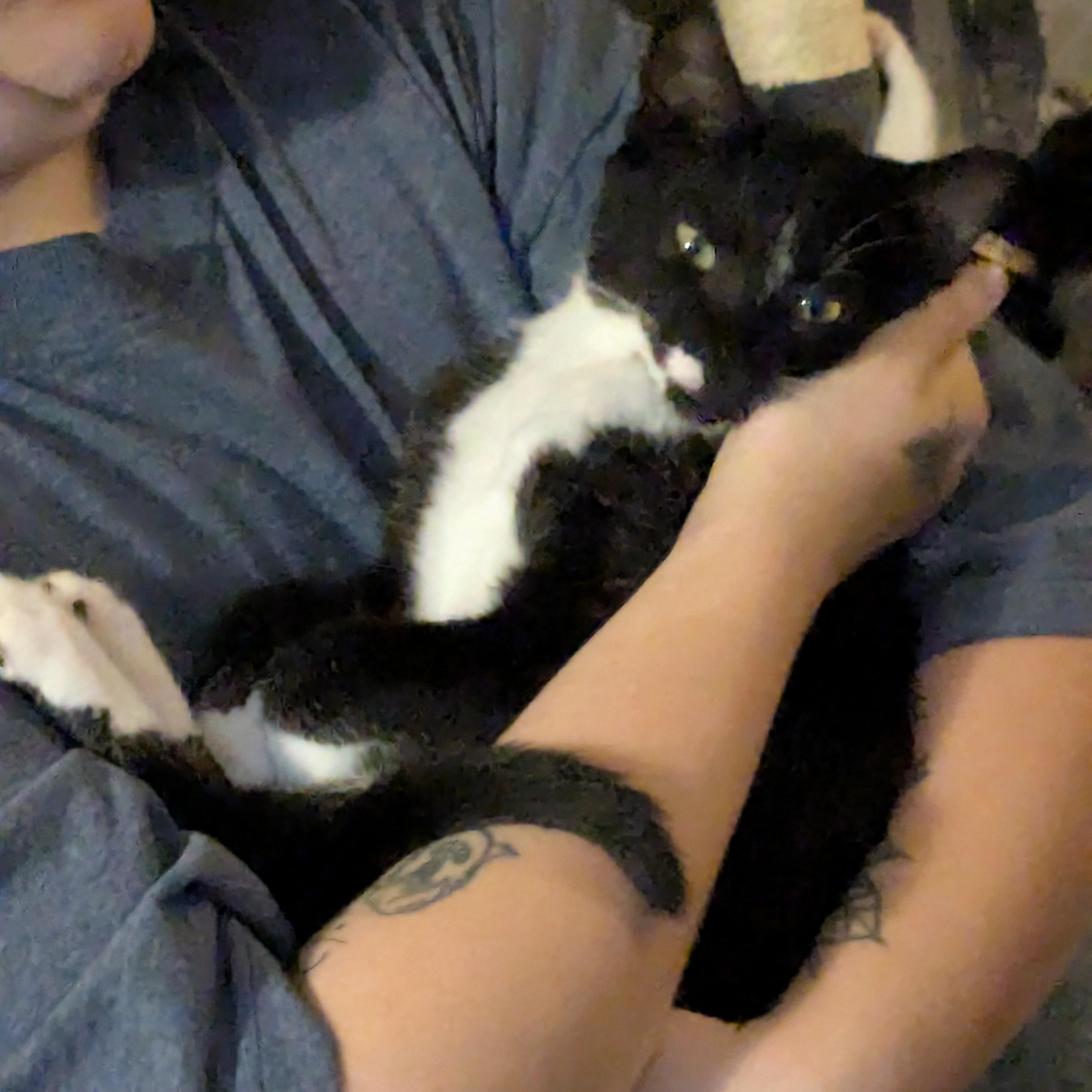 Enlarge Sylvester, a Adoptable Tuxedo in Puyallup, WA image 6/6