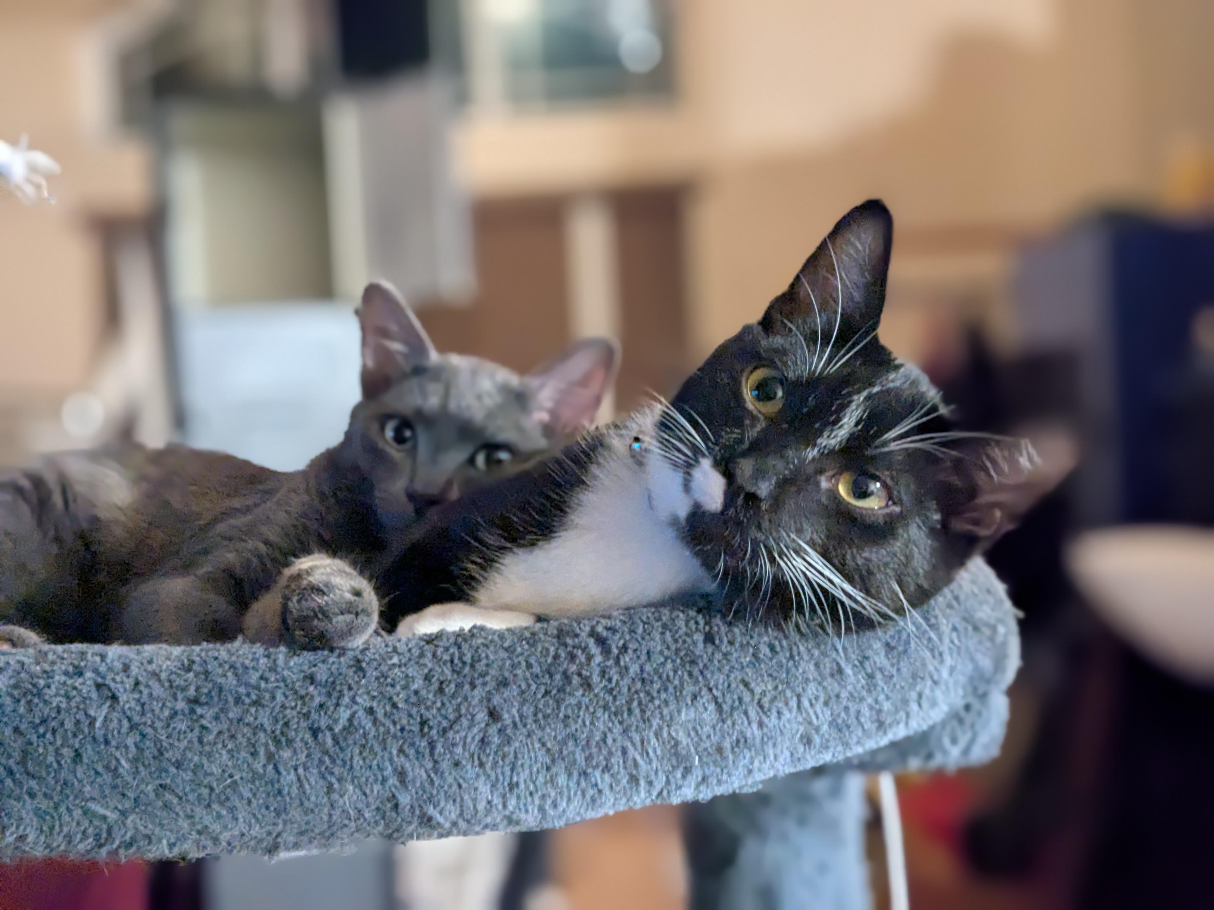 Enlarge Sylvester, a Adoptable Tuxedo in Puyallup, WA image 4/6