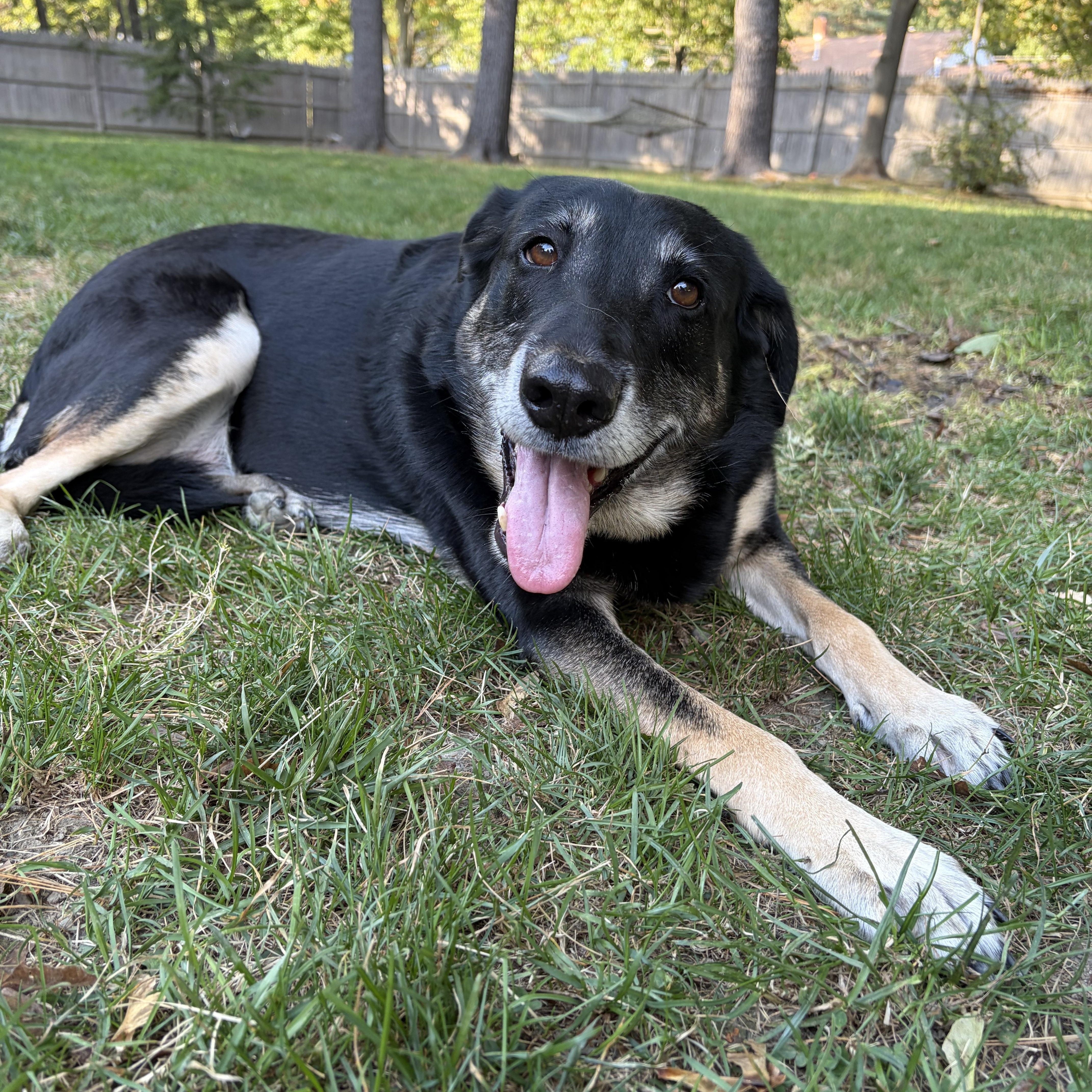 Enlarge Gladys (Ms. G), a Adoptable mixed breed in Portland, ME image 3/6