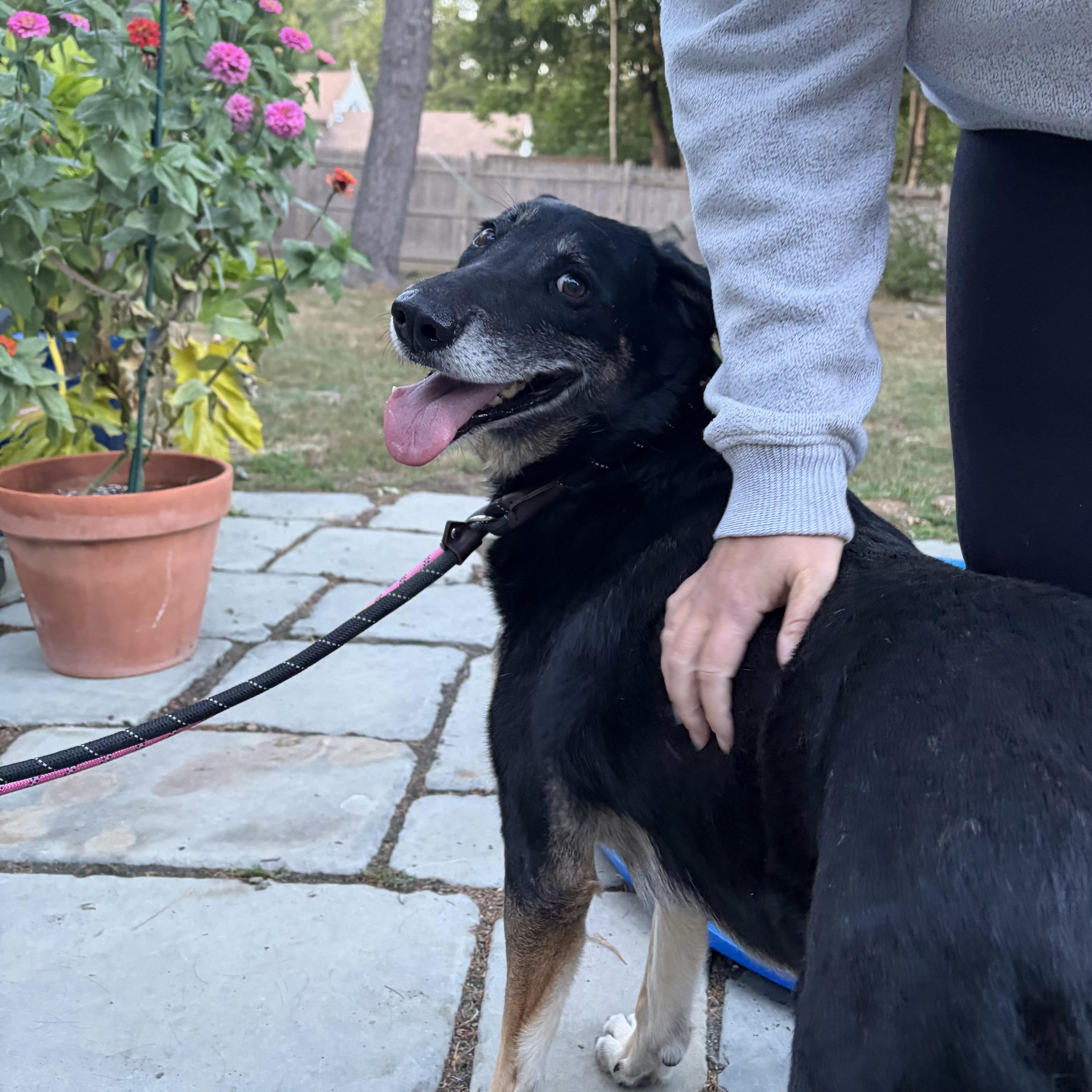 Enlarge Gladys (Ms. G), a Adoptable mixed breed in Portland, ME image 4/6