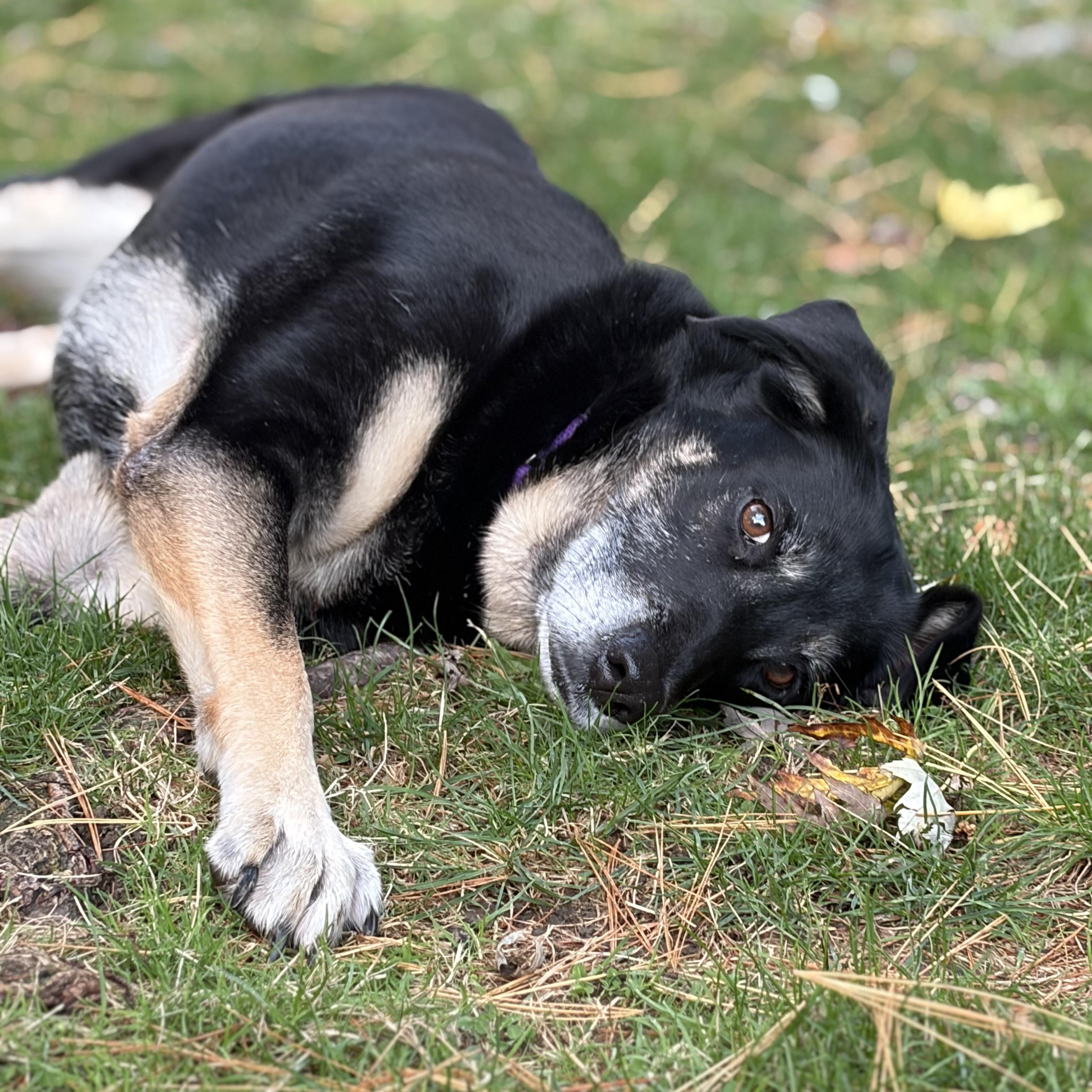 Gladys (Ms. G), Adoptable, Adult Female German Shepherd Dog.