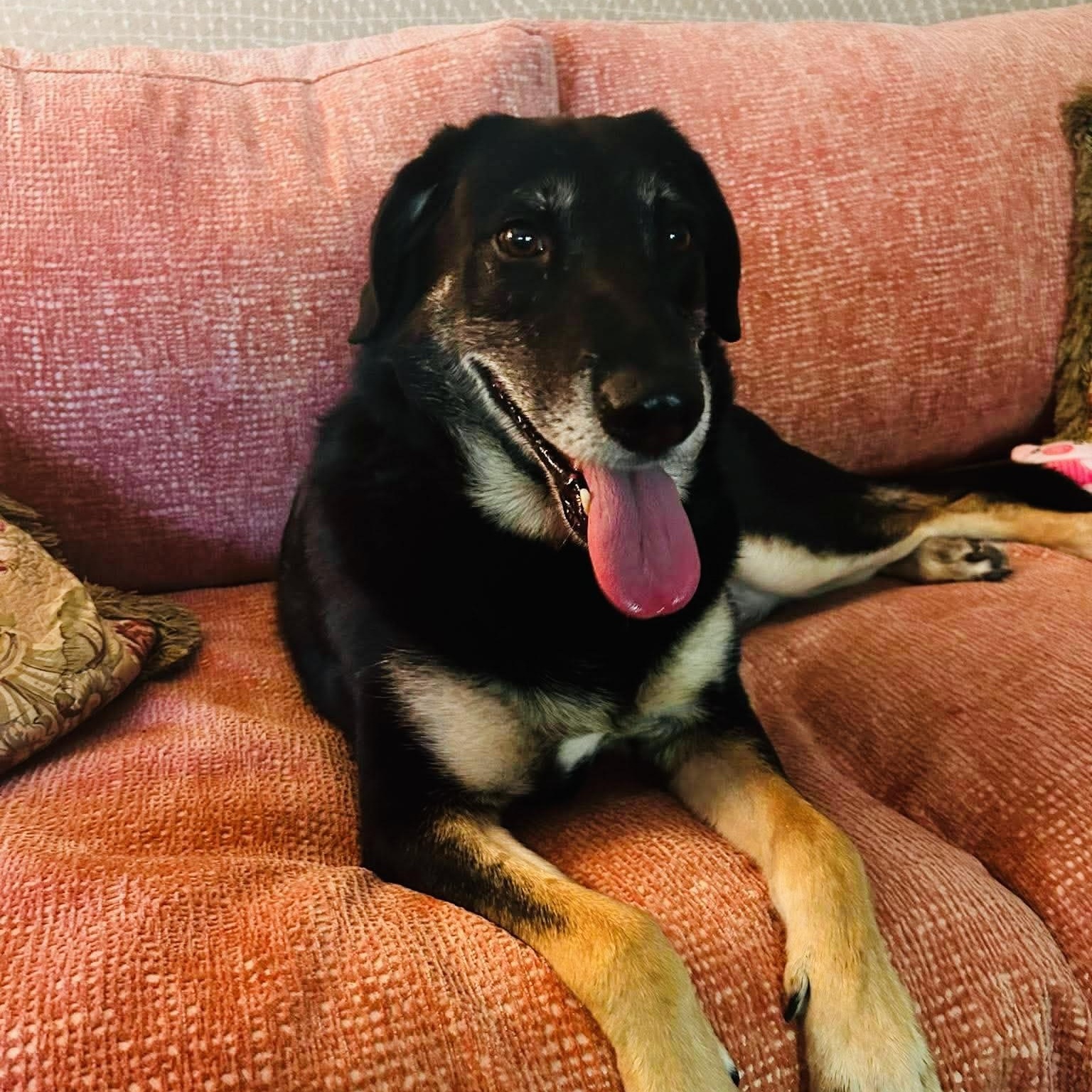 Enlarge Gladys (Ms. G), a Adoptable mixed breed in Portland, ME image 6/6