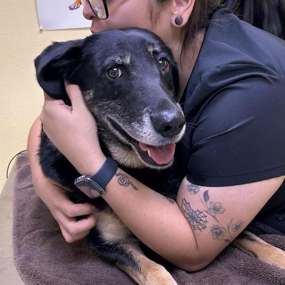 Enlarge Gladys (Ms. G), a Adoptable mixed breed in Portland, ME image 5/6