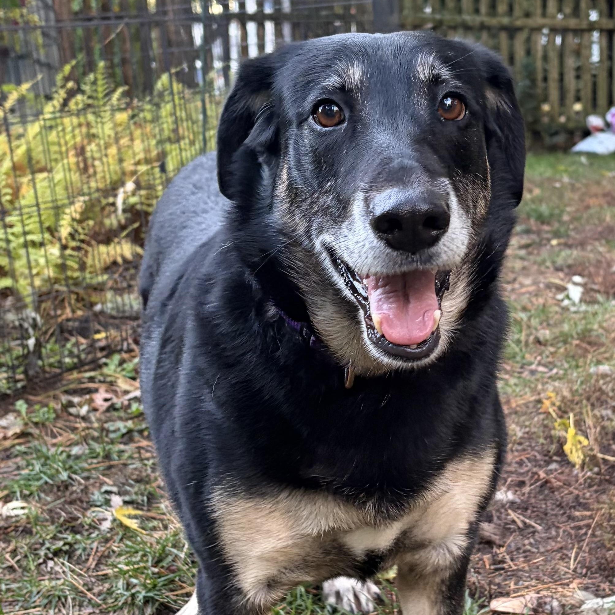 Enlarge Gladys (Ms. G), a Adoptable mixed breed in Portland, ME image 2/6