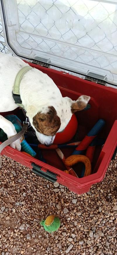 Enlarge STAR, a ADOPTABLE Terrier in Pegram, TN image 3/6
