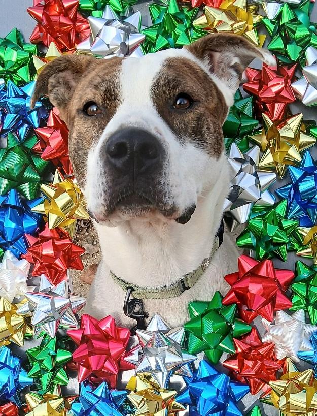 STAR, ADOPTABLE, Adult Female Terrier.