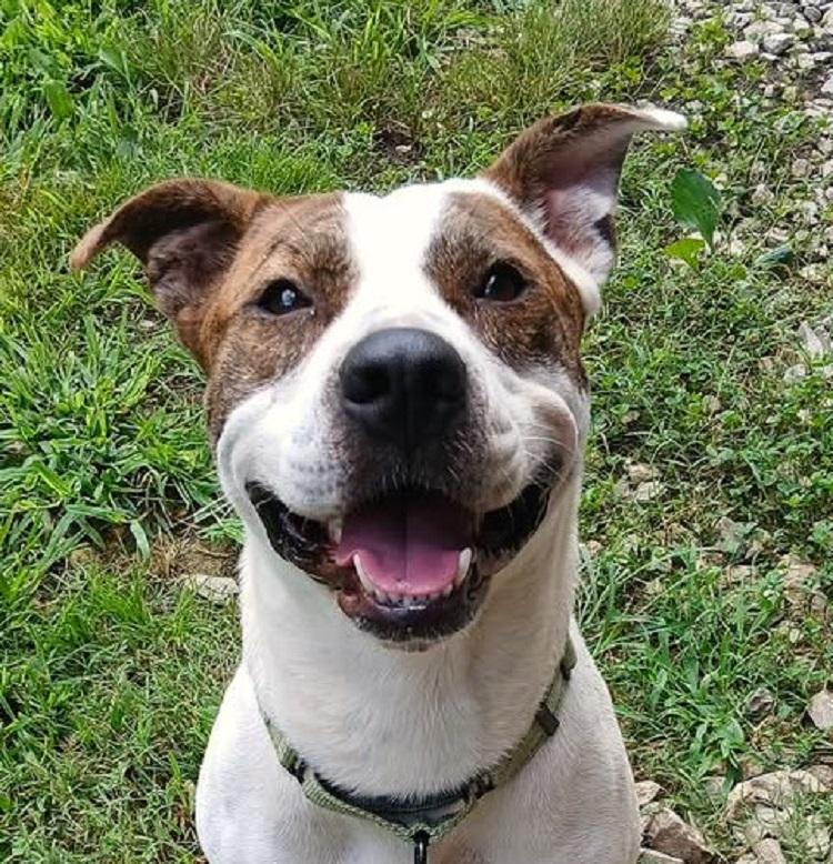 Enlarge STAR, a ADOPTABLE Terrier in Pegram, TN image 2/6